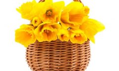 Digital Daffodil Day